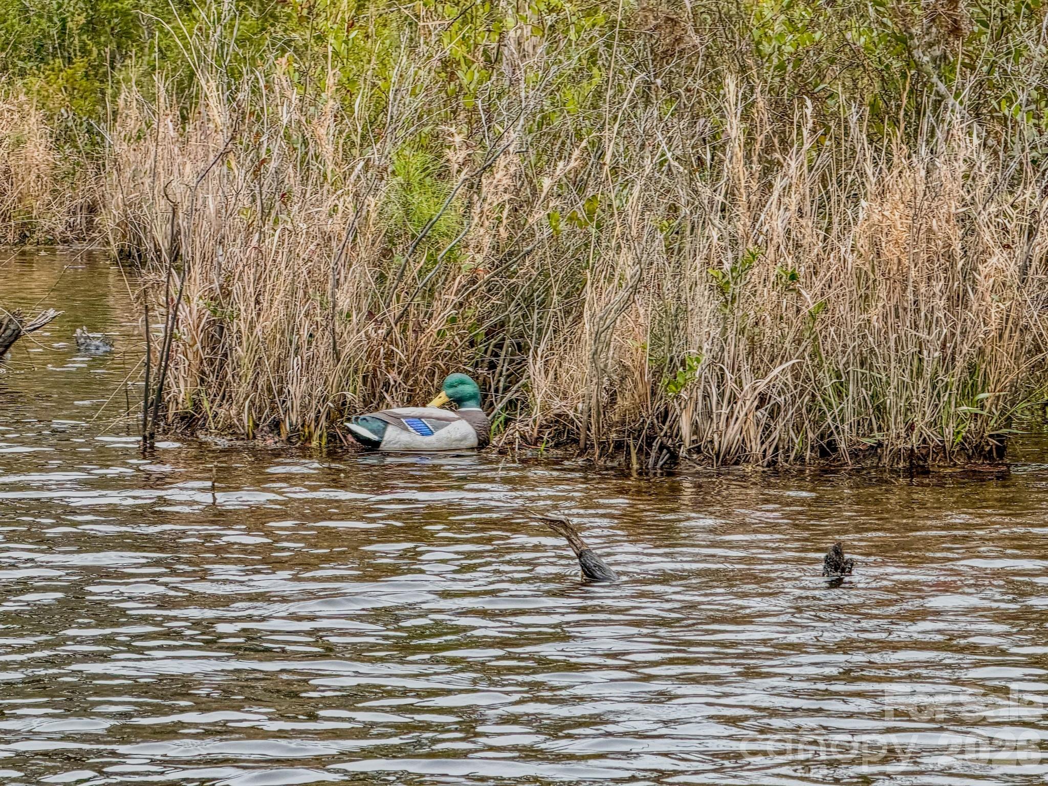 0 Lobelia Road Vass, NC 28394 - Photo 18 of 48