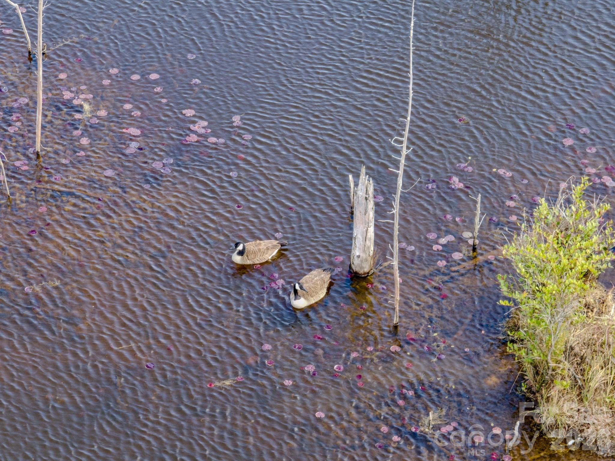 0 Lobelia Road Vass, NC 28394 - Photo 2 of 48