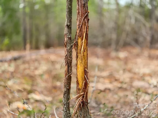 a view of a forest with trees