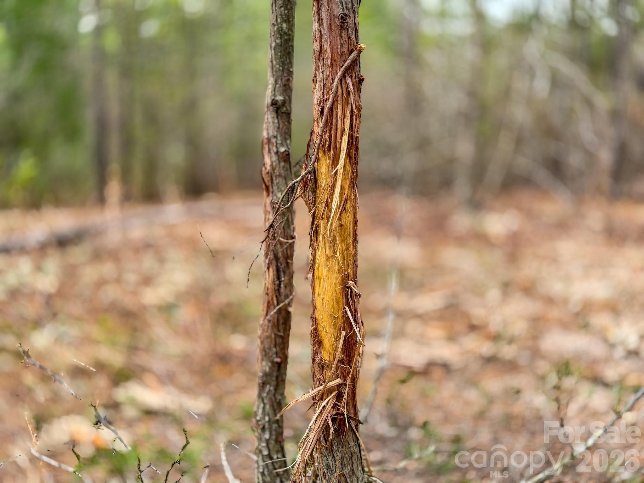 0 Lobelia Road Vass, NC 28394 - Photo 27 of 48