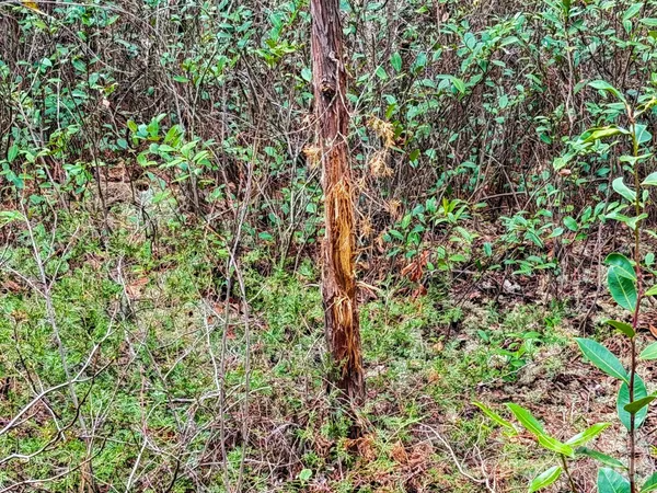 a close up of a plant
