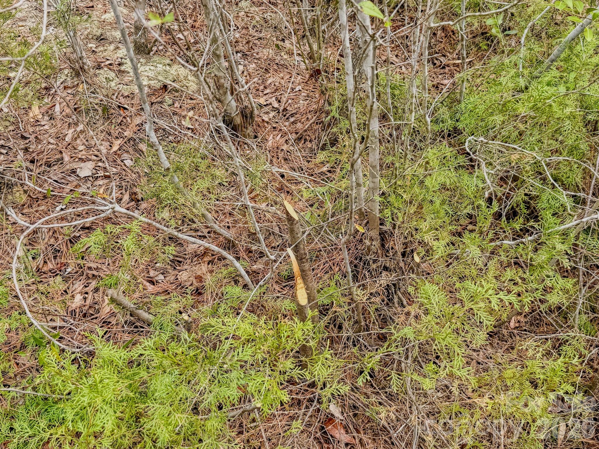 0 Lobelia Road Vass, NC 28394 - Photo 40 of 48