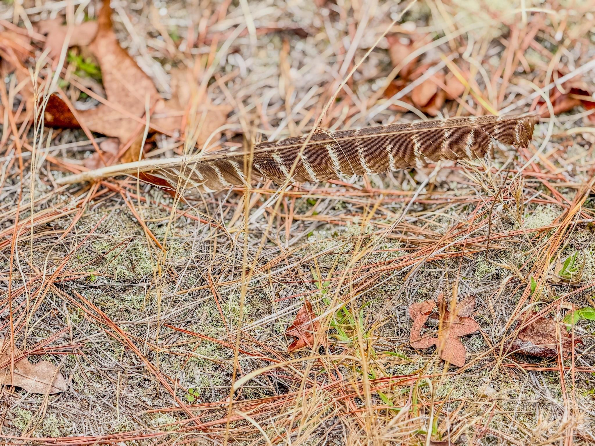 0 Lobelia Road Vass, NC 28394 - Photo 43 of 48