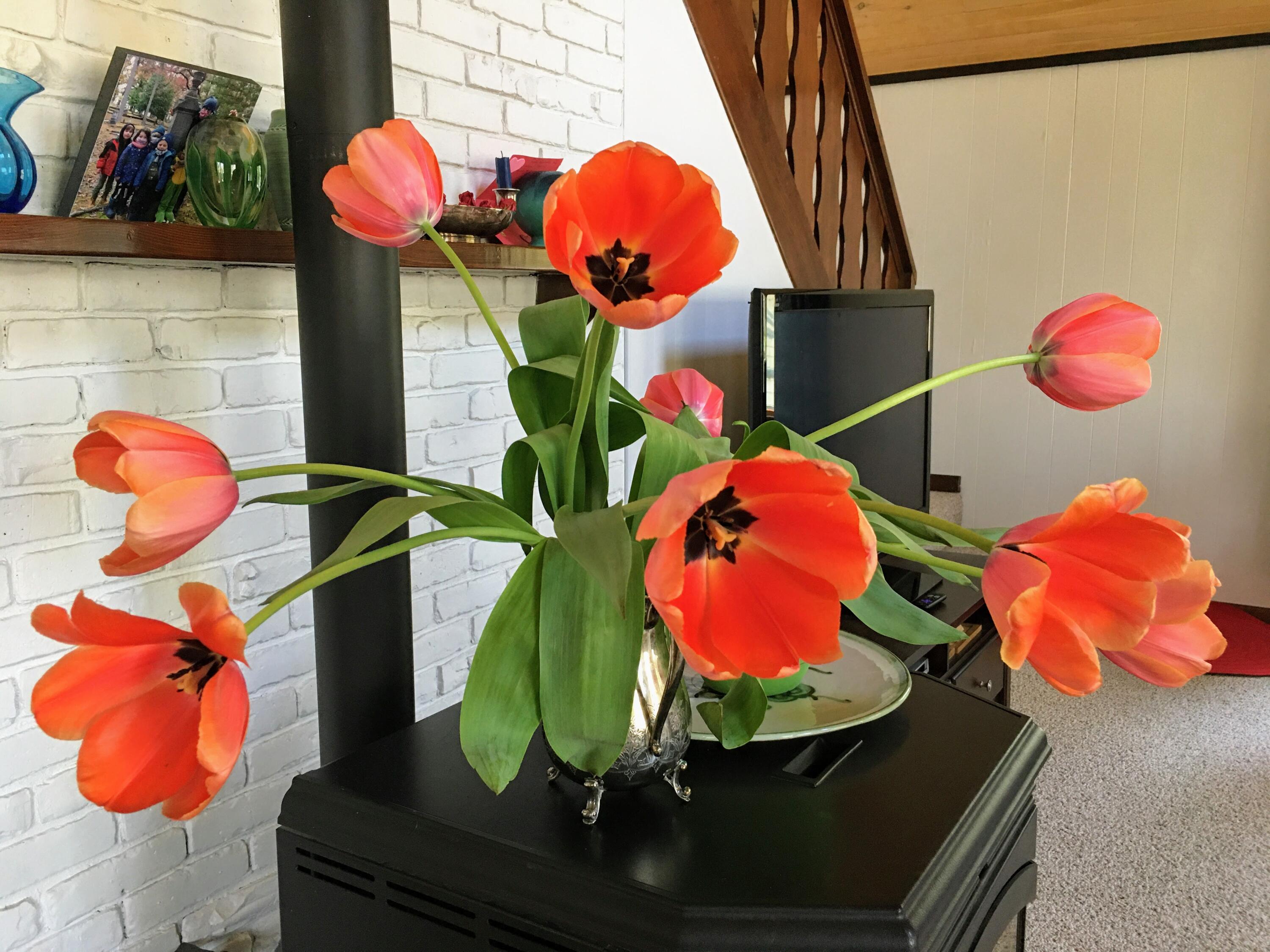 6111 Longbridge Road Pentwater, MI 49449 - Photo 13 of 41 tulips