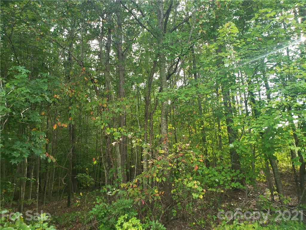 0 Mosley Road, Unit 2 Blacksburg, SC 29702 - Photo 8 of 8 a view of a lush green forest