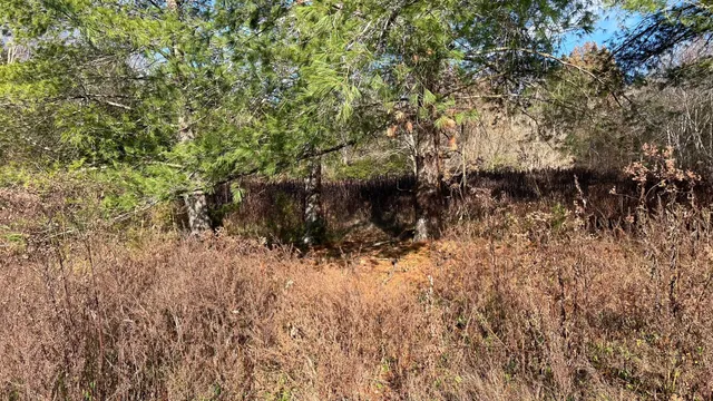 a view of a dry yard with trees