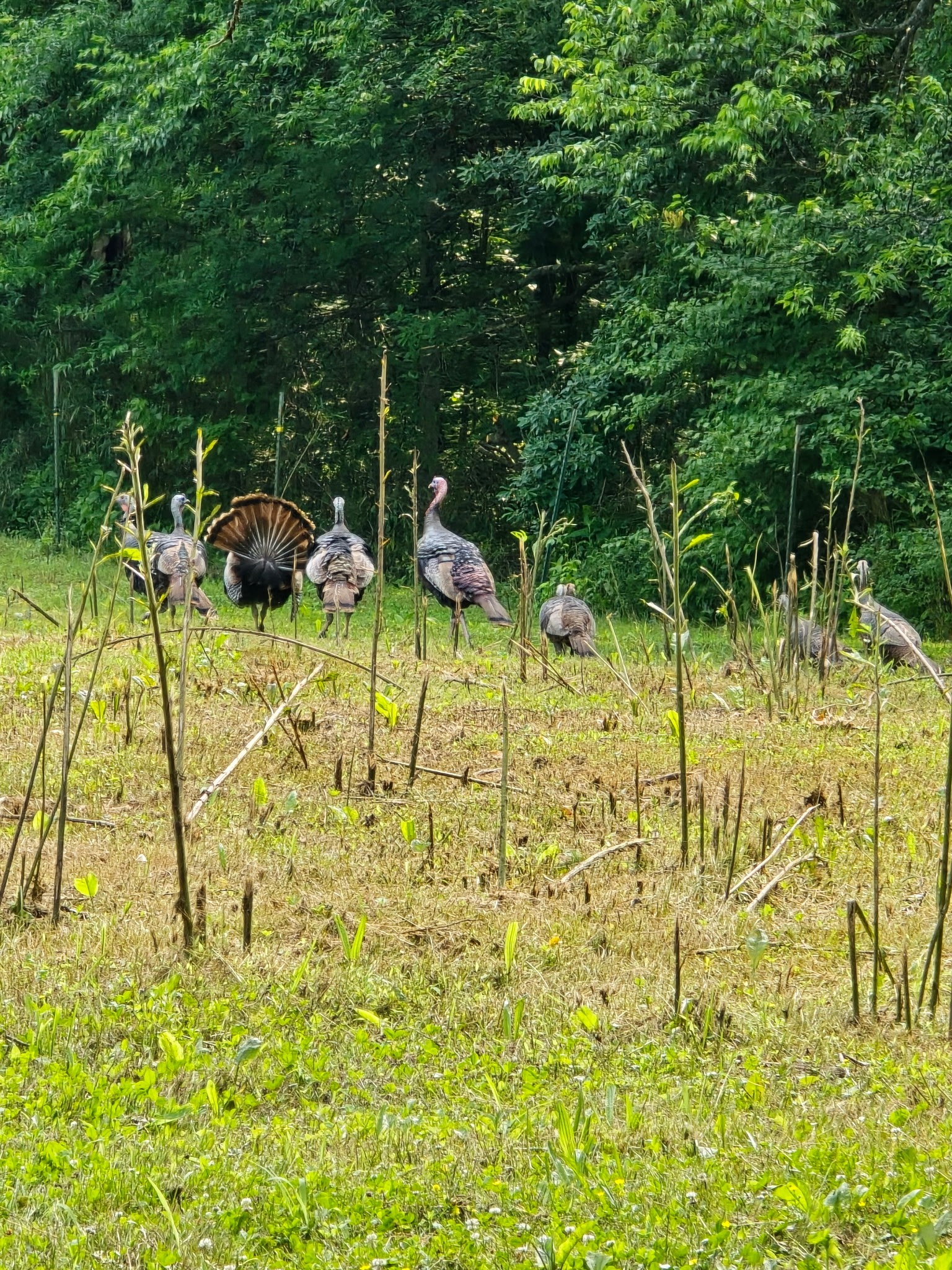 1 Adams Road Watertown, TN 37184 - Photo 18 of 79