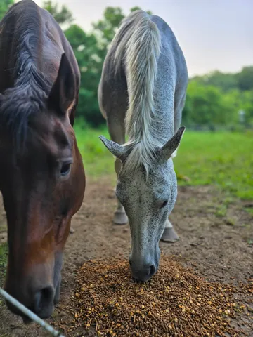 a view of a wooden fence with a colt and yard