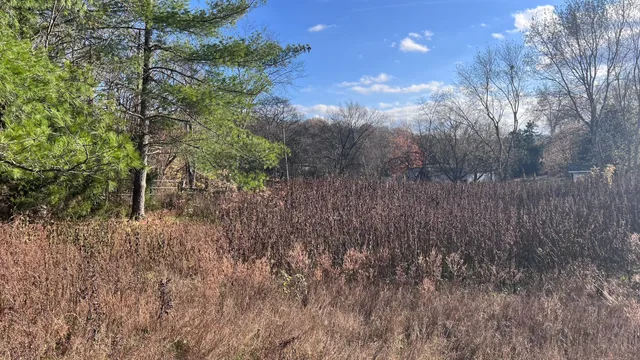 a view of a forest next to a forest