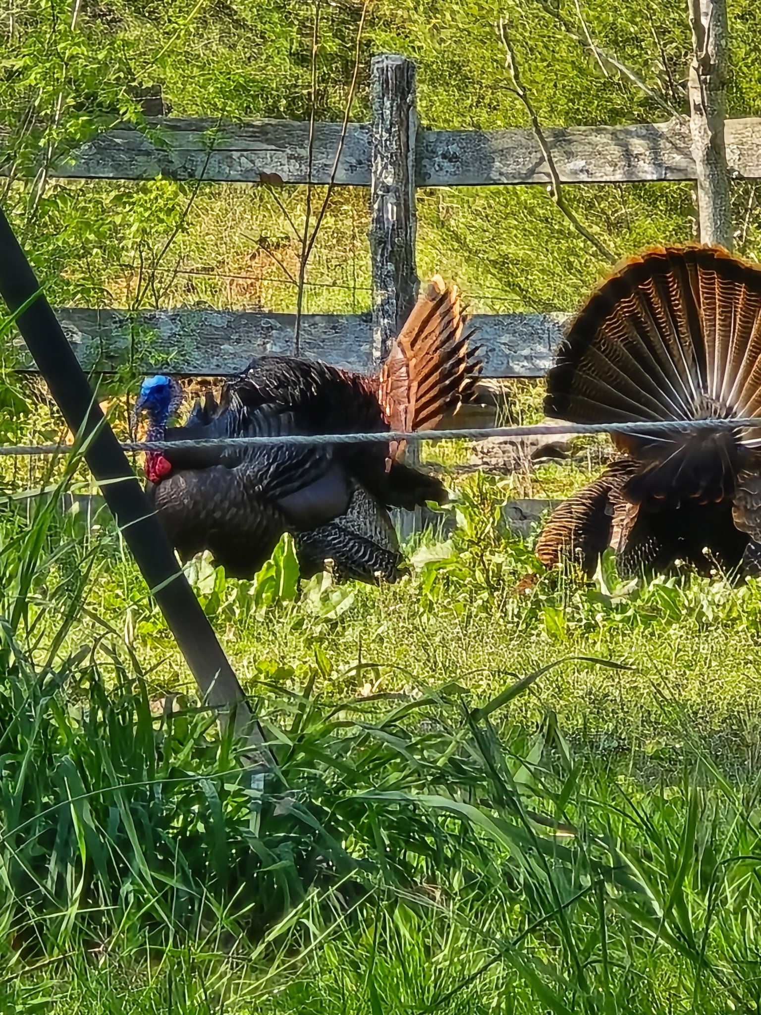 1 Adams Road Watertown, TN 37184 - Photo 21 of 79 a view of swimming pool with a yard and sitting area