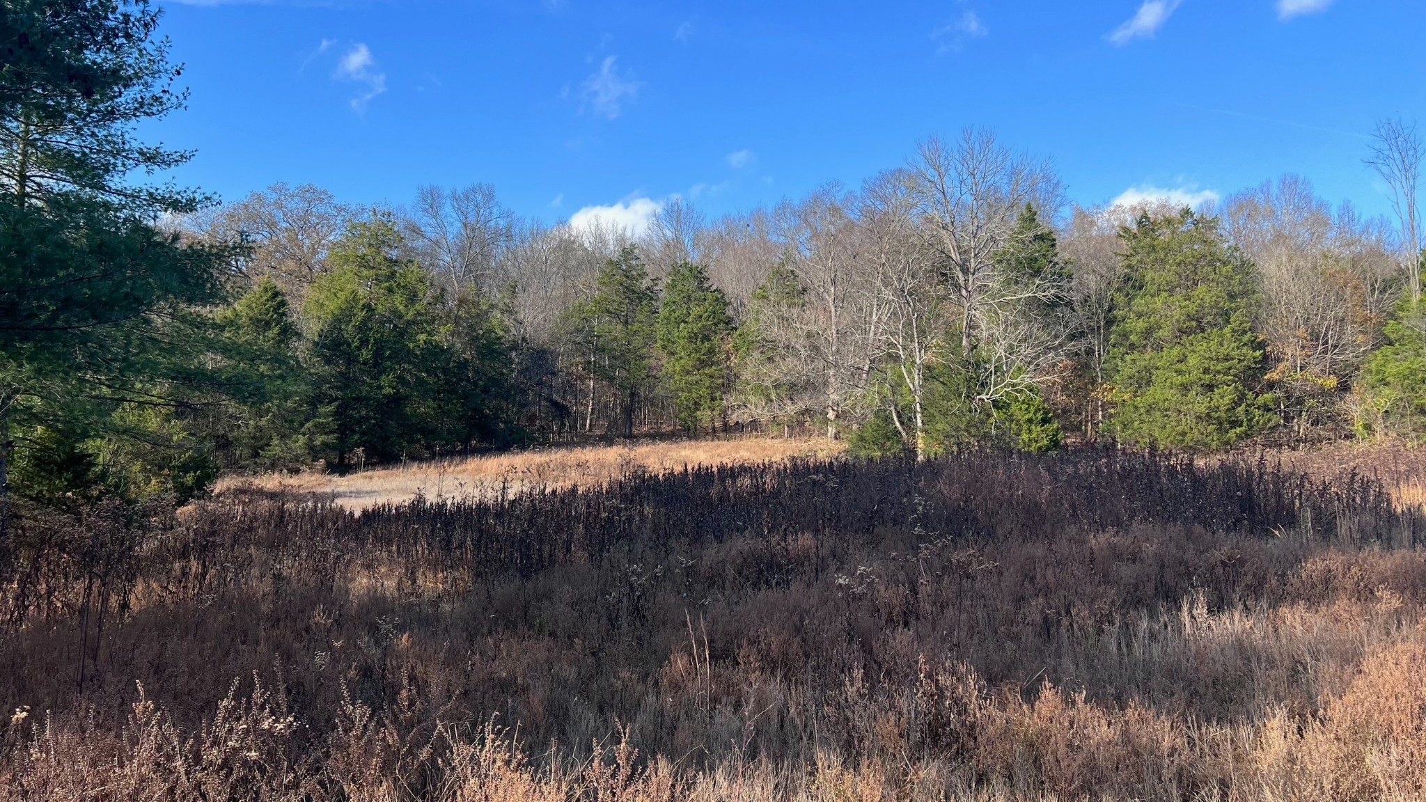 1 Adams Road Watertown, TN 37184 - Photo 25 of 79 a view of a forest next to a forest