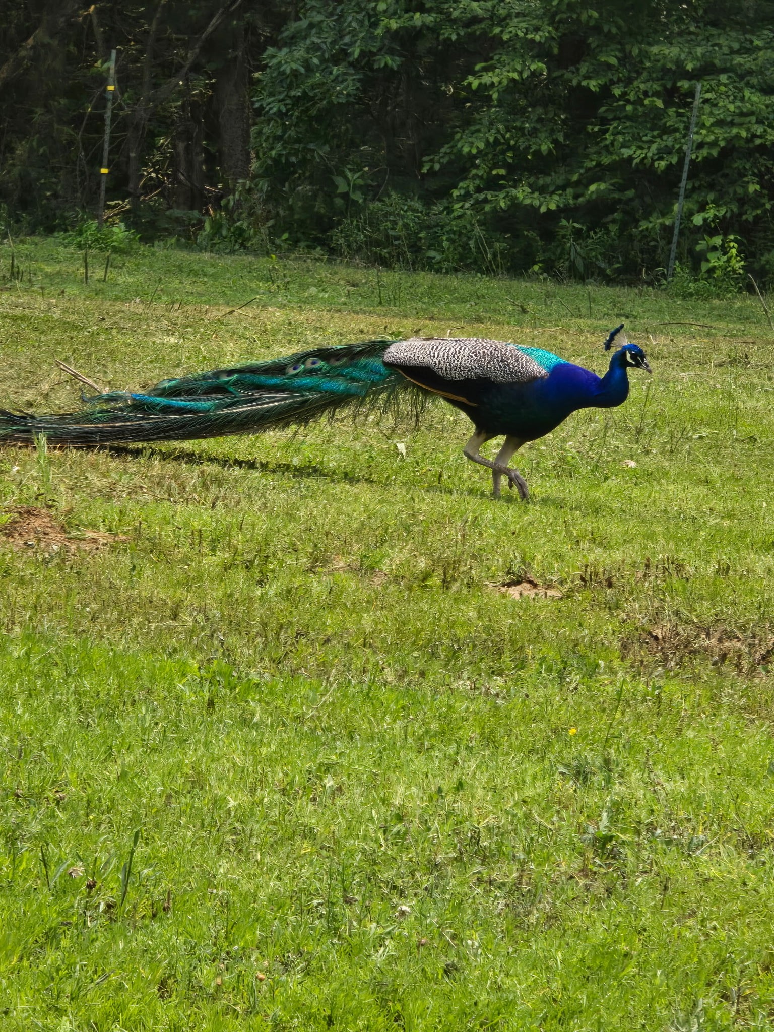 1 Adams Road Watertown, TN 37184 - Photo 26 of 79