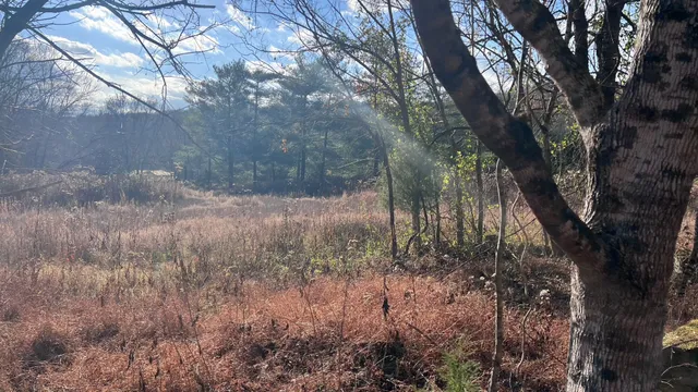 a view of yard with green space