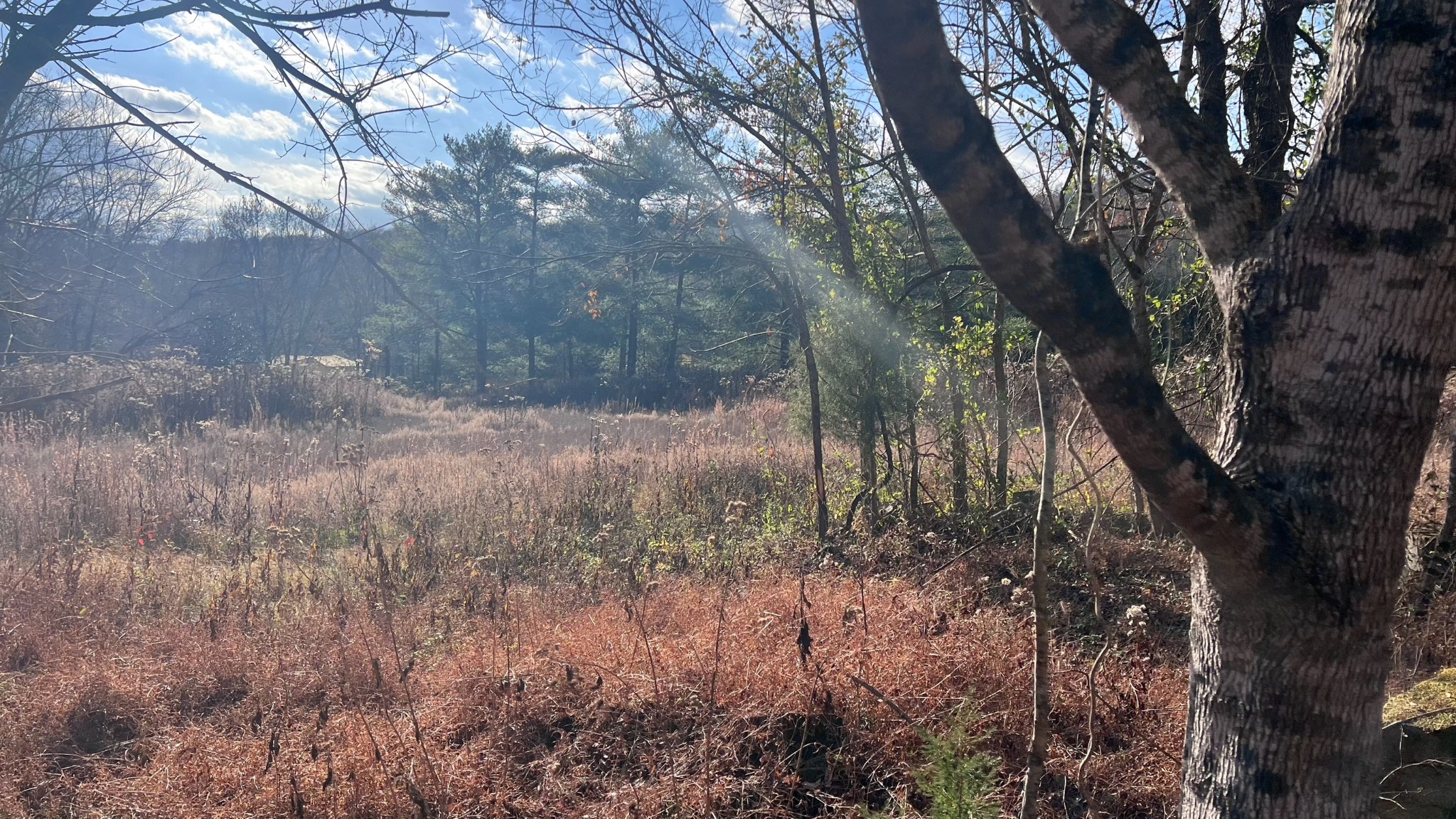 1 Adams Road Watertown, TN 37184 - Photo 27 of 79 a view of a yard