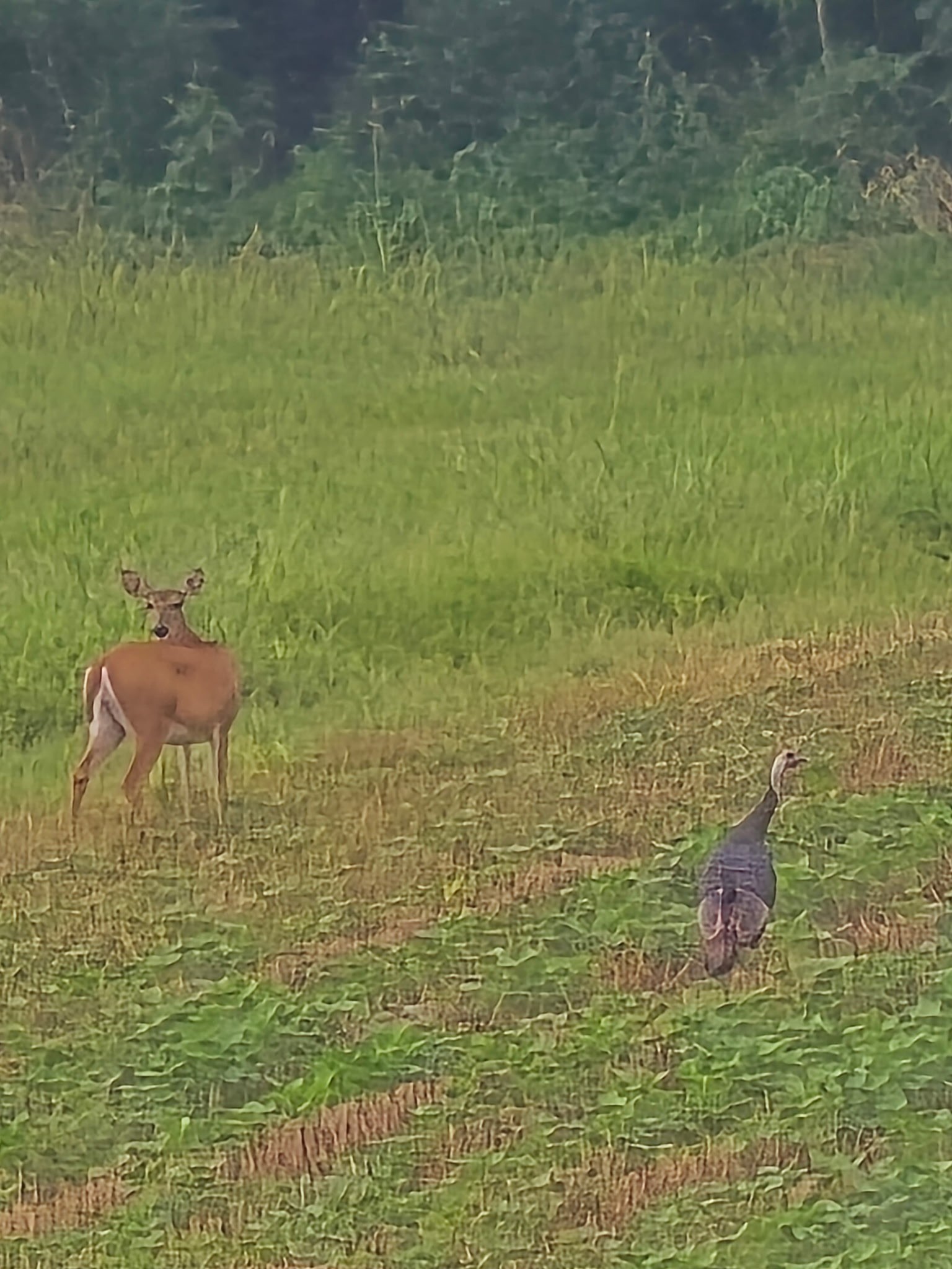 1 Adams Road Watertown, TN 37184 - Photo 29 of 79