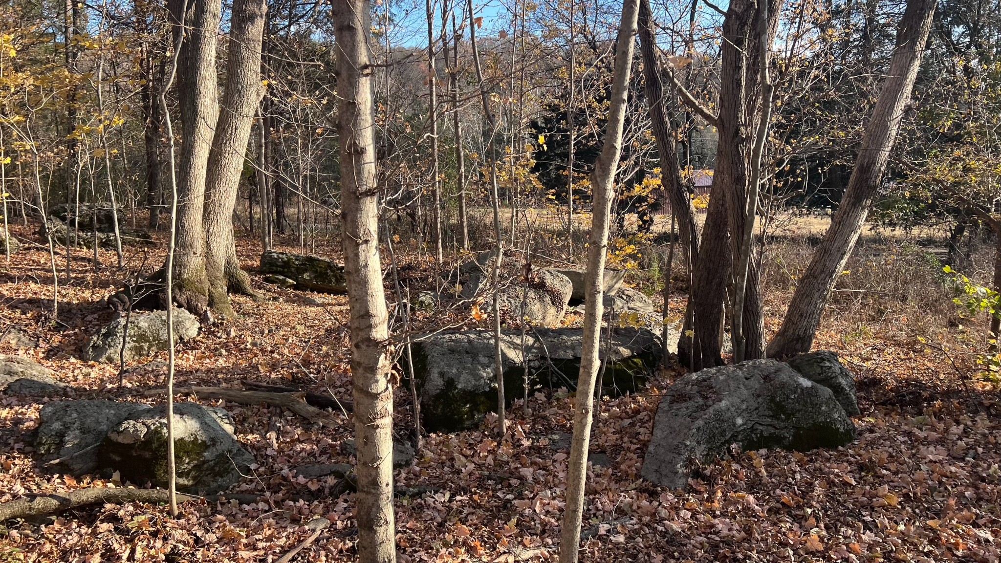 1 Adams Road Watertown, TN 37184 - Photo 3 of 79 a backyard of a house with lots of green space