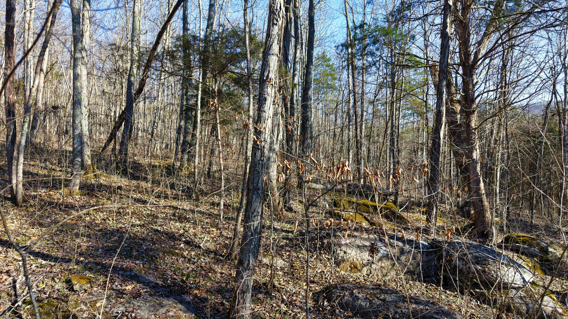 1 Adams Road Watertown, TN 37184 - Photo 31 of 79