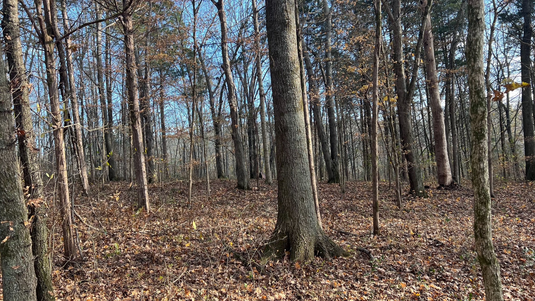 1 Adams Road Watertown, TN 37184 - Photo 33 of 79