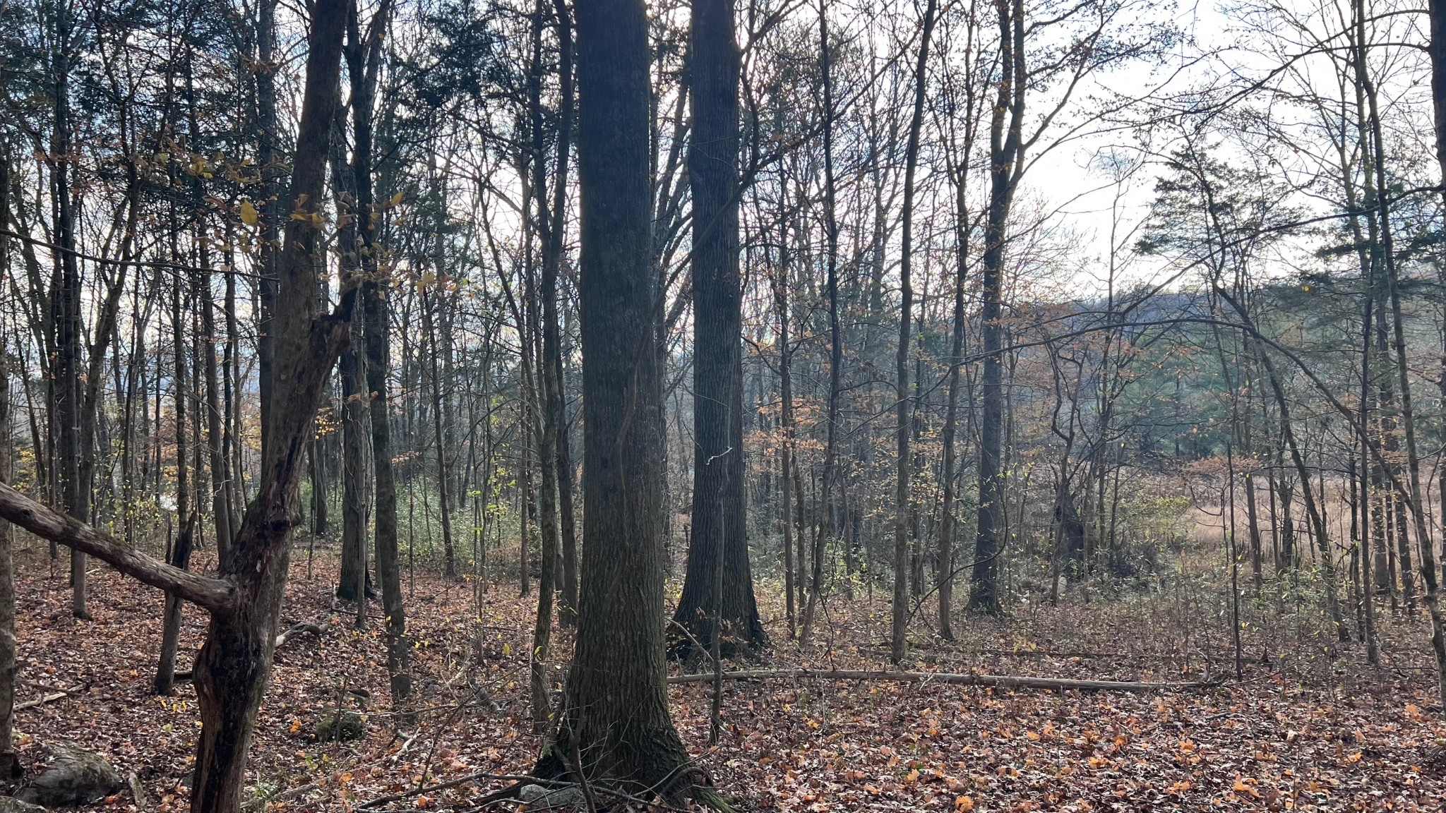 1 Adams Road Watertown, TN 37184 - Photo 35 of 79 a view of a forest