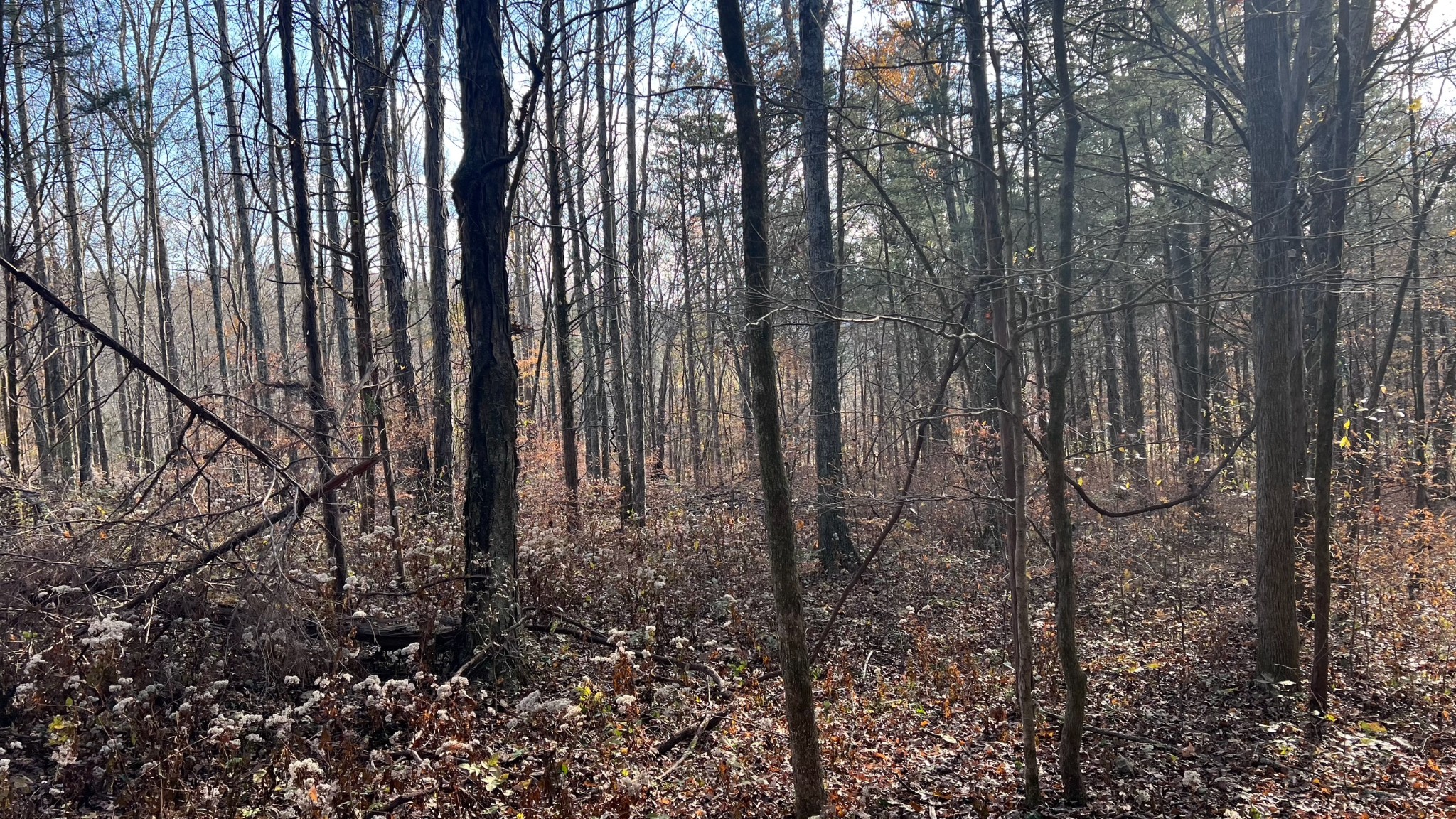 1 Adams Road Watertown, TN 37184 - Photo 36 of 79