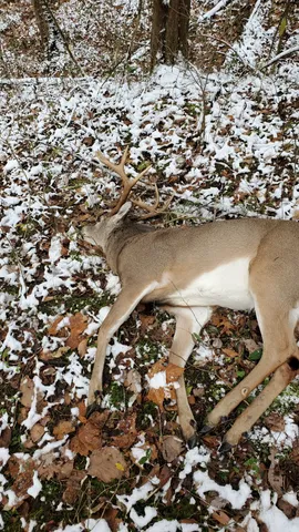 a view of lots of trees