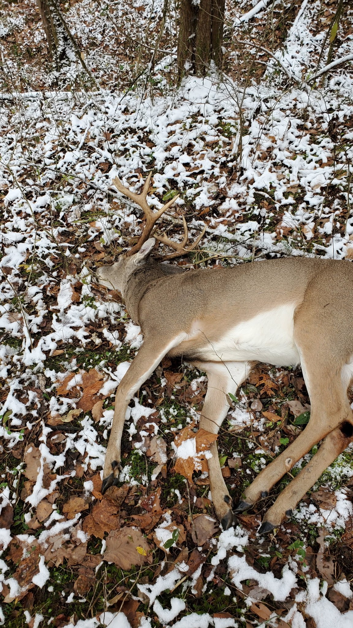 1 Adams Road Watertown, TN 37184 - Photo 39 of 79 an aerial view of a house with a yard