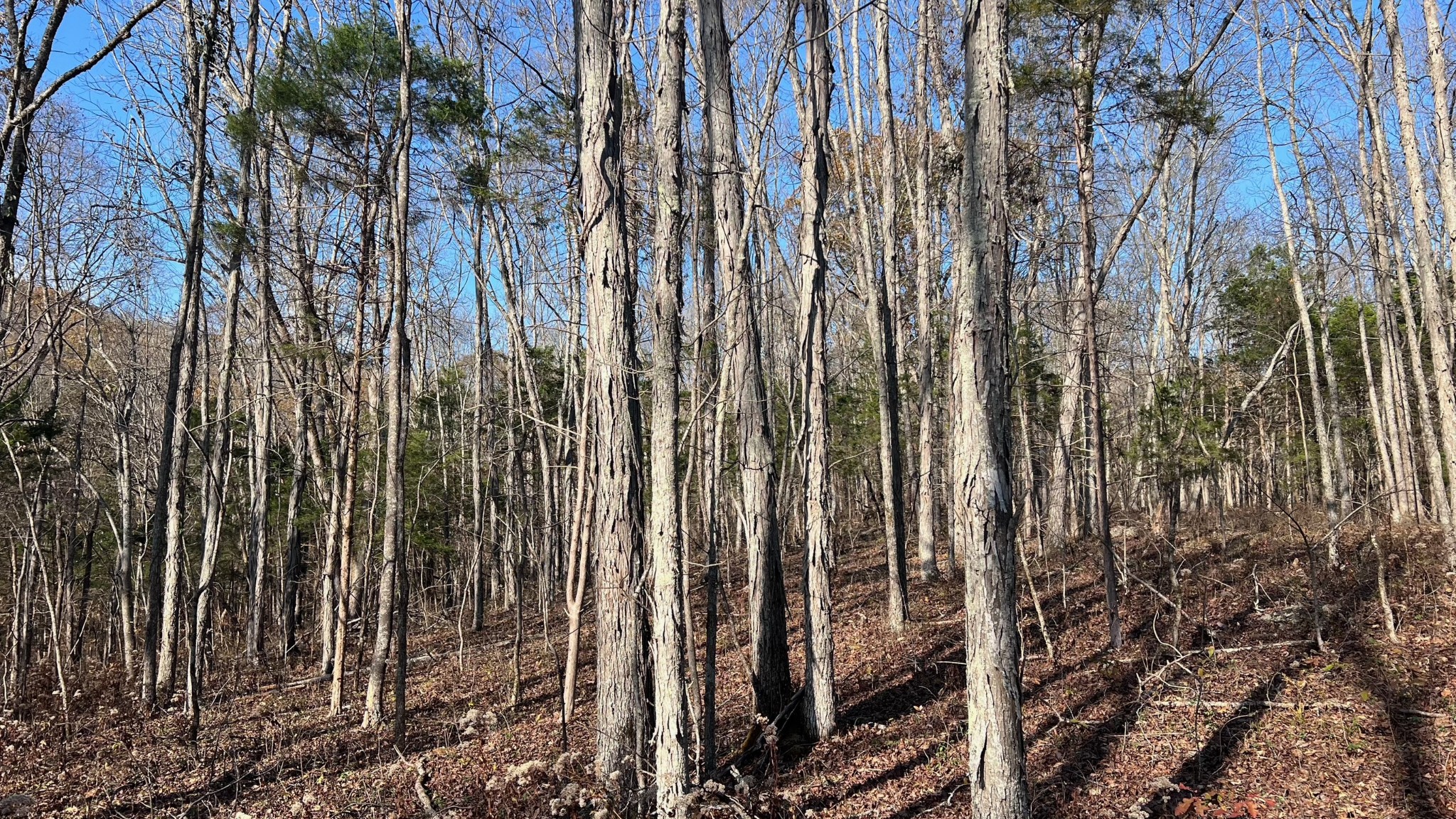 1 Adams Road Watertown, TN 37184 - Photo 43 of 79