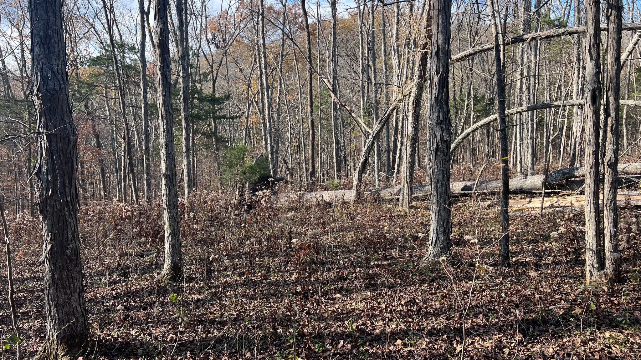 1 Adams Road Watertown, TN 37184 - Photo 44 of 79