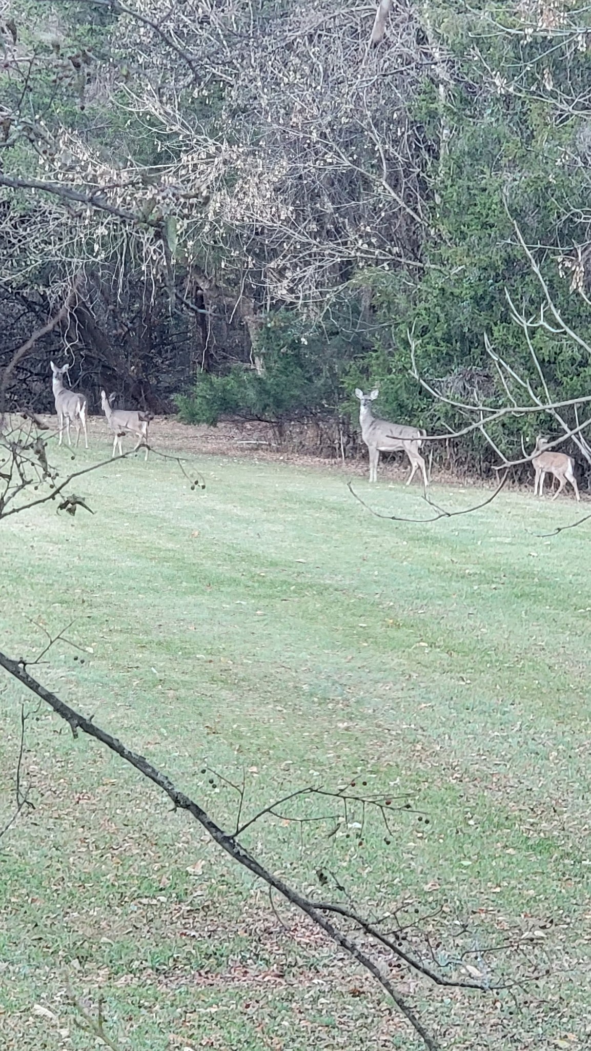 1 Adams Road Watertown, TN 37184 - Photo 45 of 79