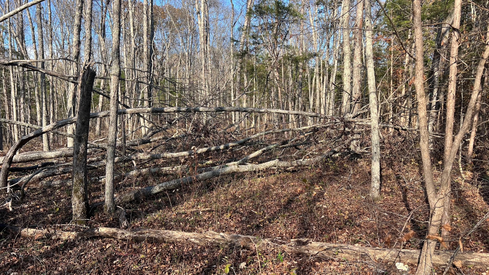 1 Adams Road Watertown, TN 37184 - Photo 46 of 79