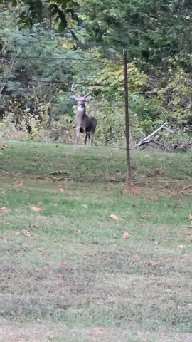 a view of a forest with a tree