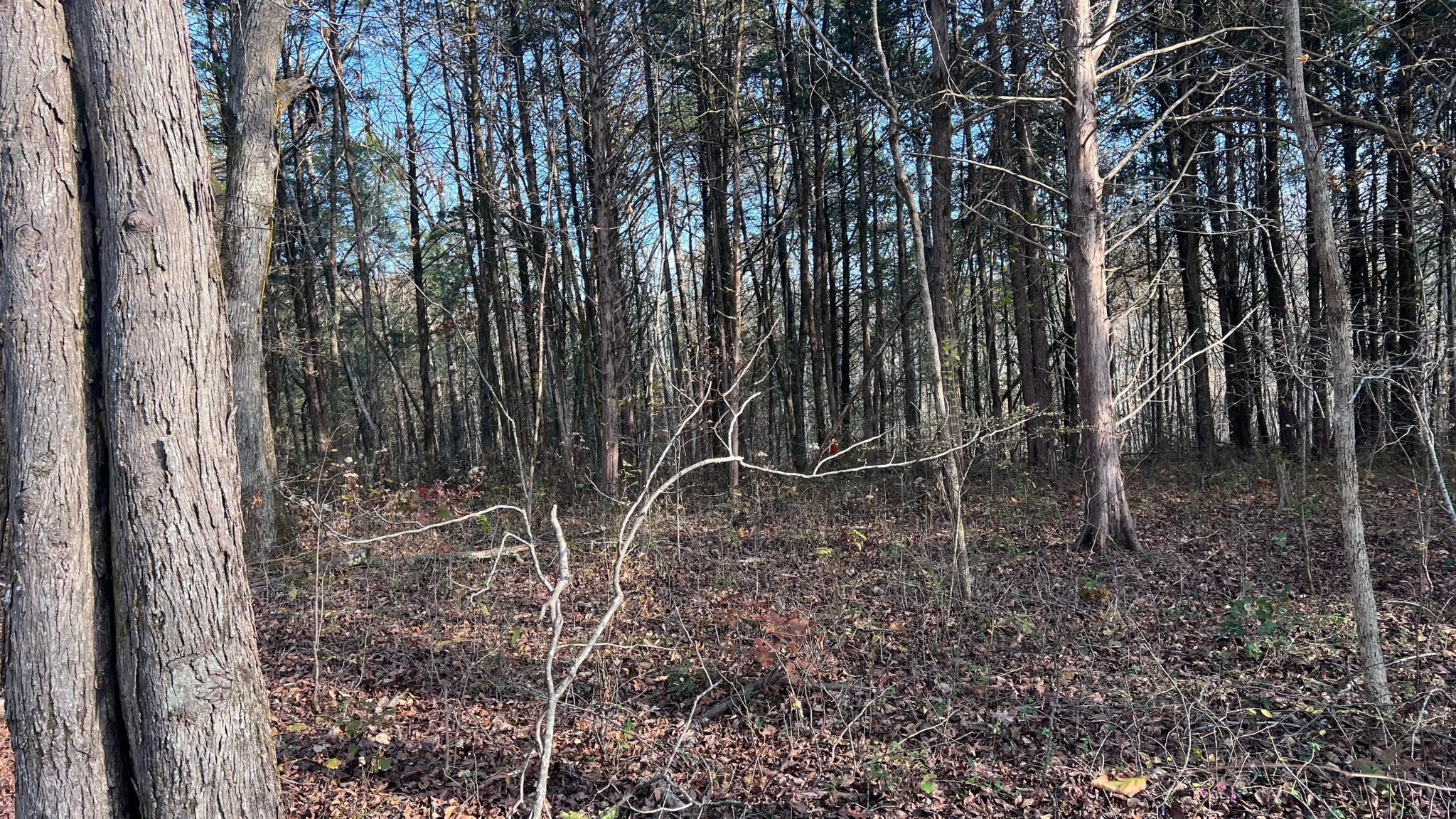 1 Adams Road Watertown, TN 37184 - Photo 49 of 79