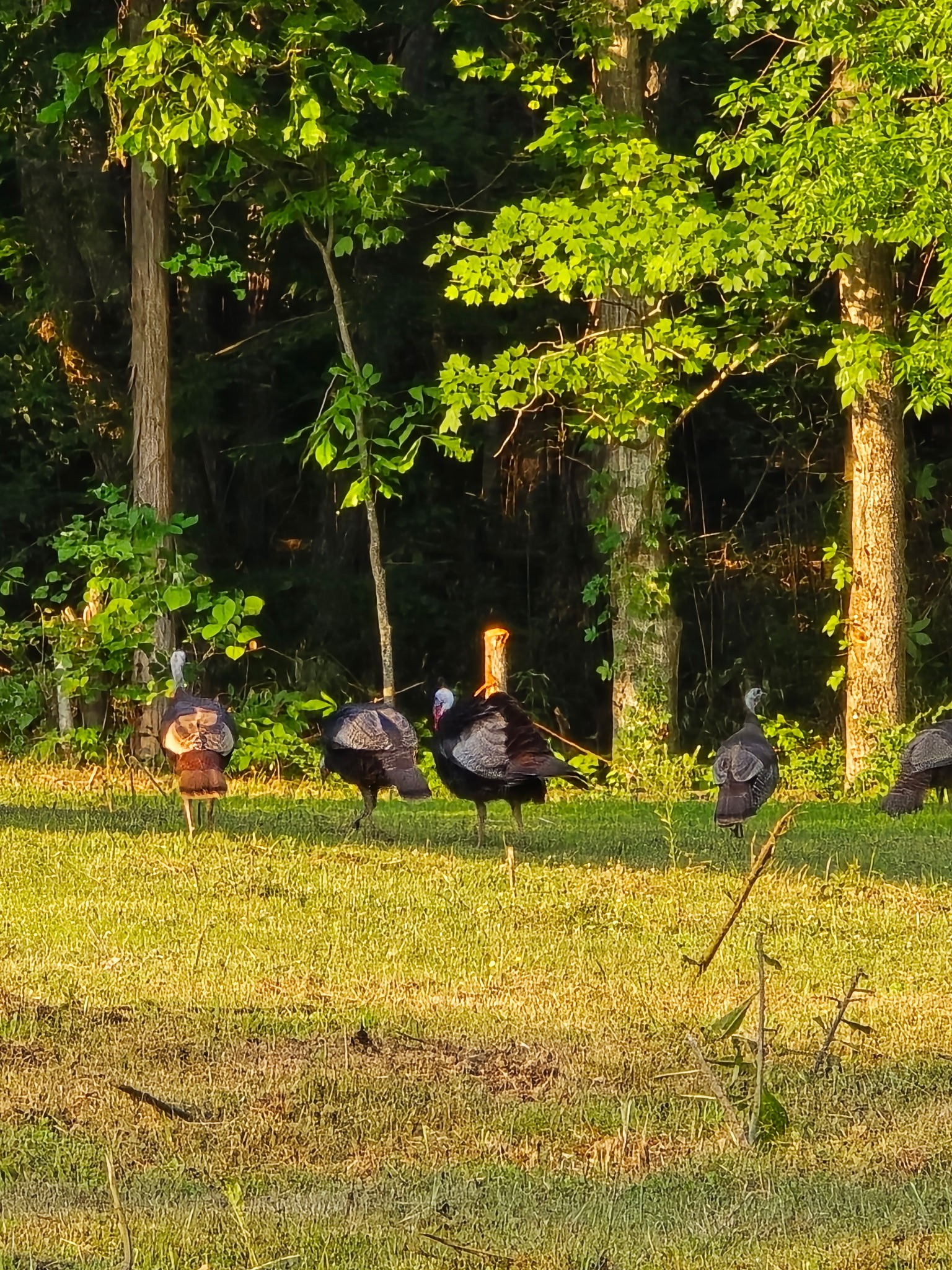 1 Adams Road Watertown, TN 37184 - Photo 50 of 79 a view of a tree in front of a house