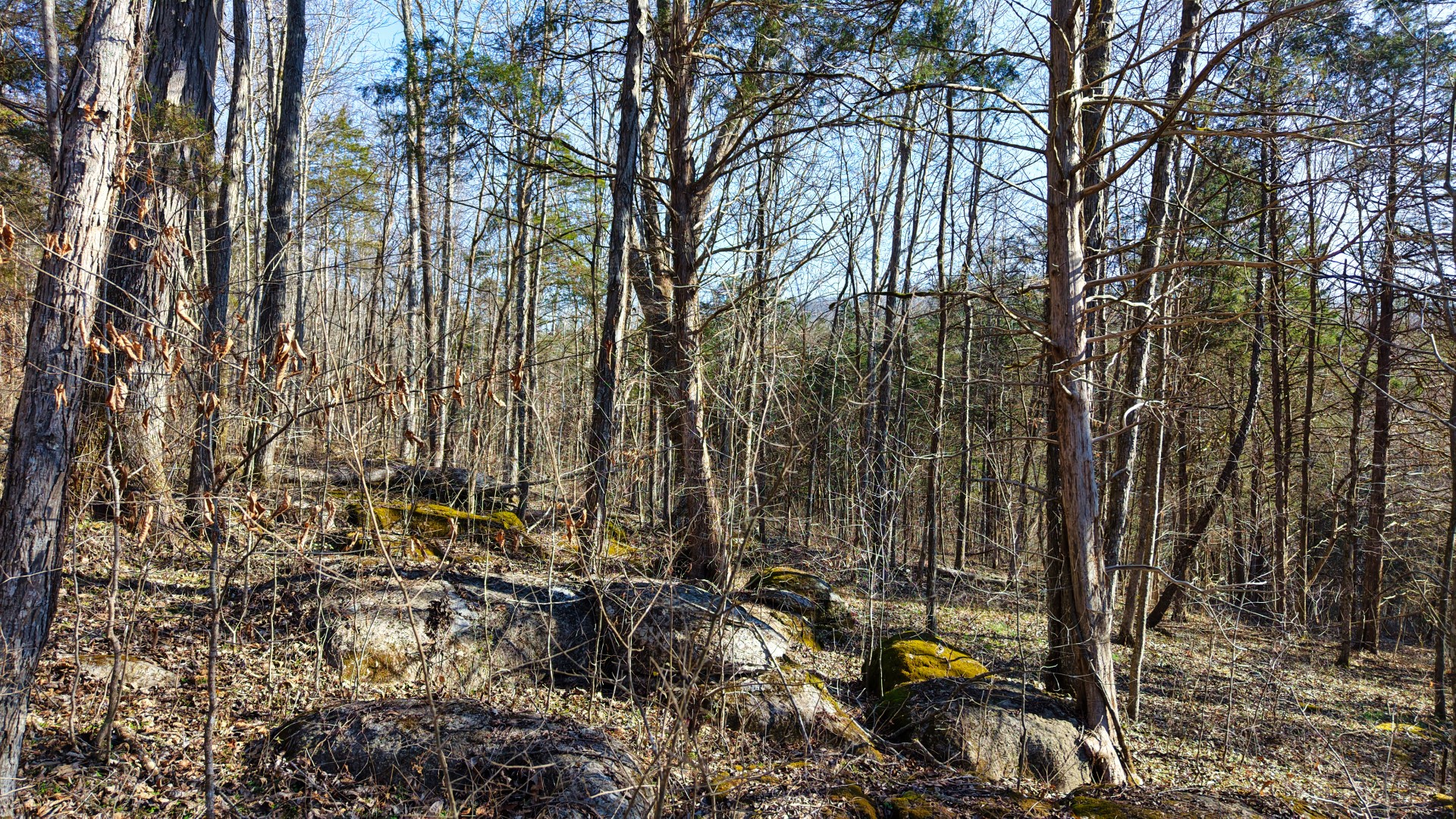 1 Adams Road Watertown, TN 37184 - Photo 51 of 79