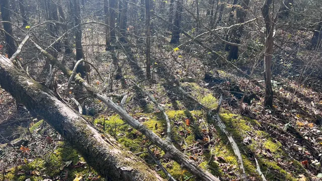 a view of a large yard with lots of bushes