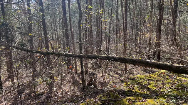 a view of a forest covered with snow
