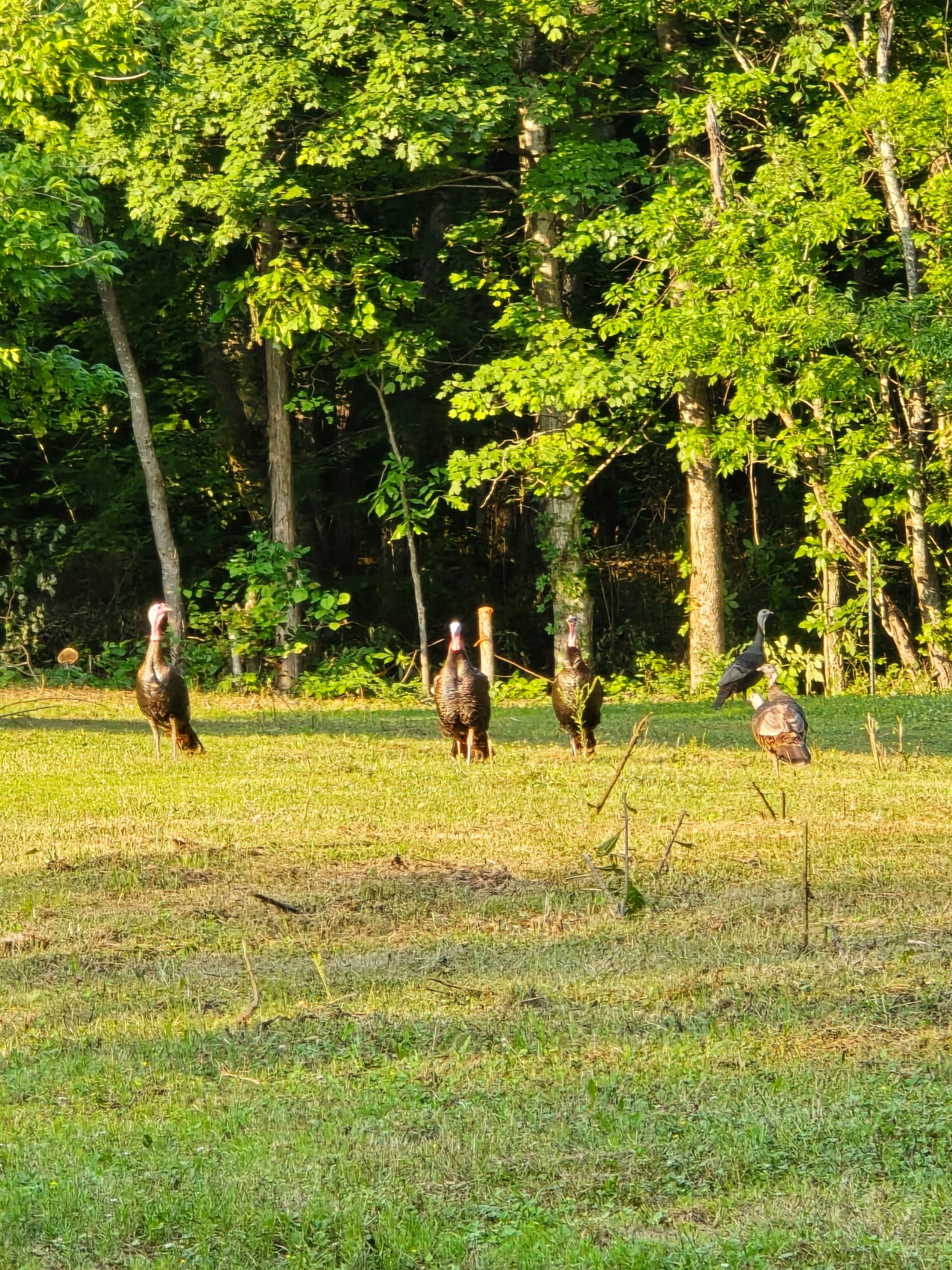 1 Adams Road Watertown, TN 37184 - Photo 53 of 79 a view of swimming pool with an outdoor space and seating area