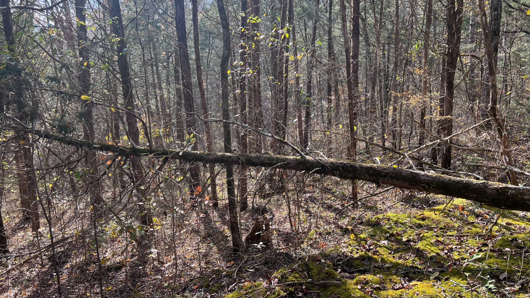 1 Adams Road Watertown, TN 37184 - Photo 55 of 79