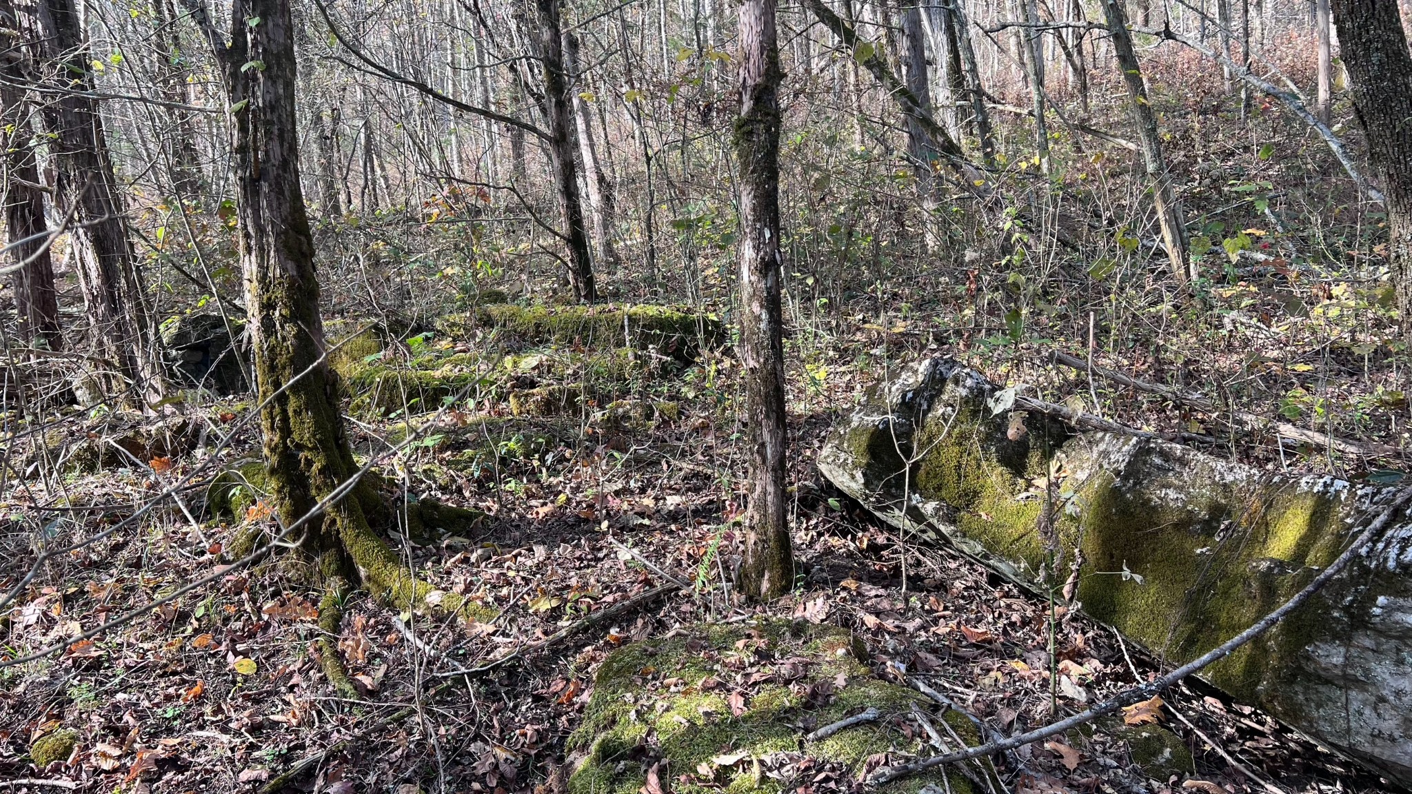 1 Adams Road Watertown, TN 37184 - Photo 57 of 79 a view of a forest with a tree