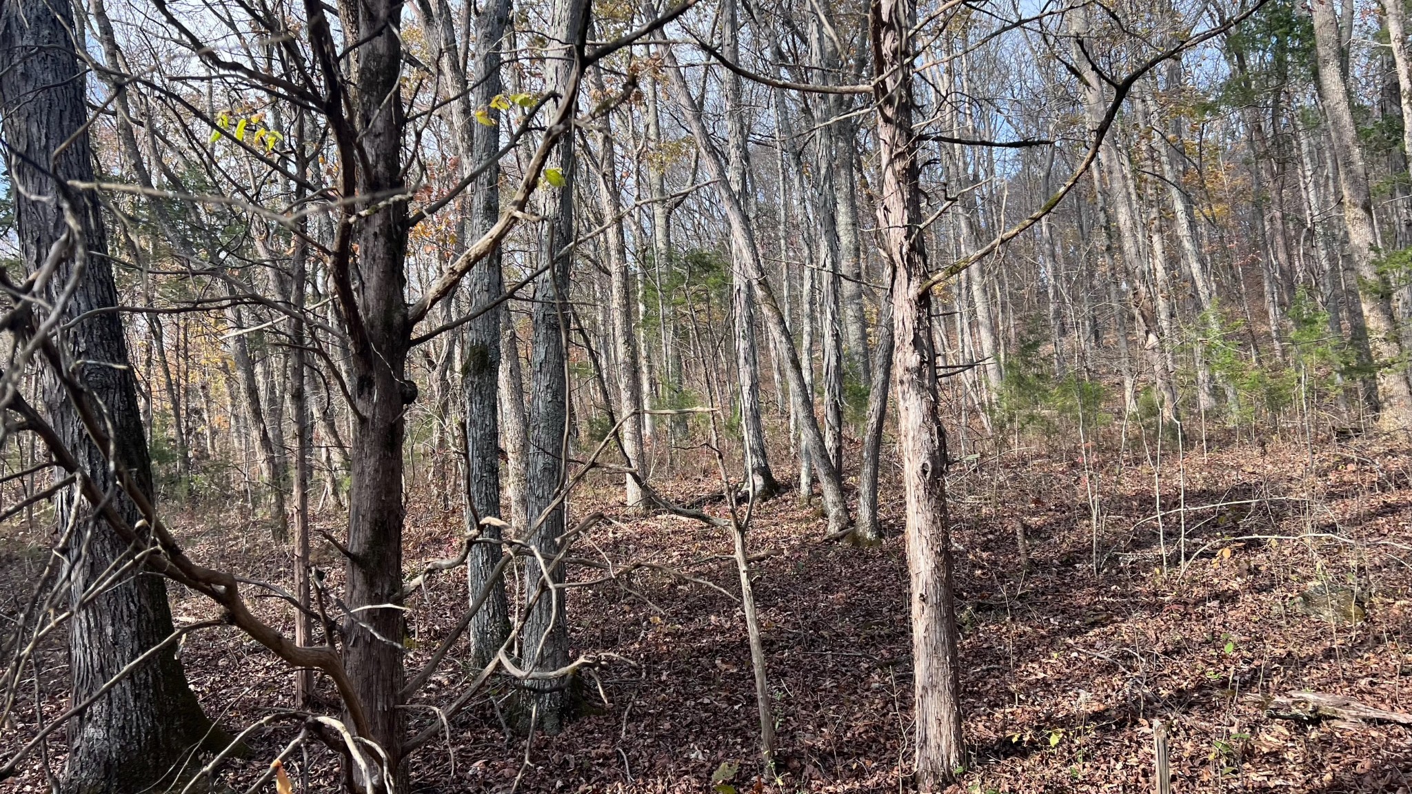 1 Adams Road Watertown, TN 37184 - Photo 59 of 79