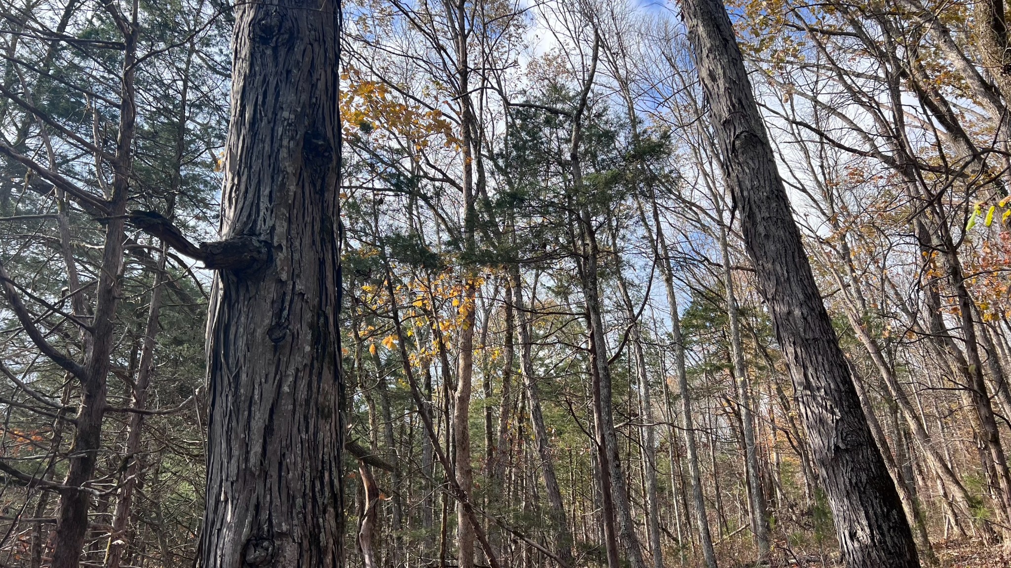 1 Adams Road Watertown, TN 37184 - Photo 60 of 79