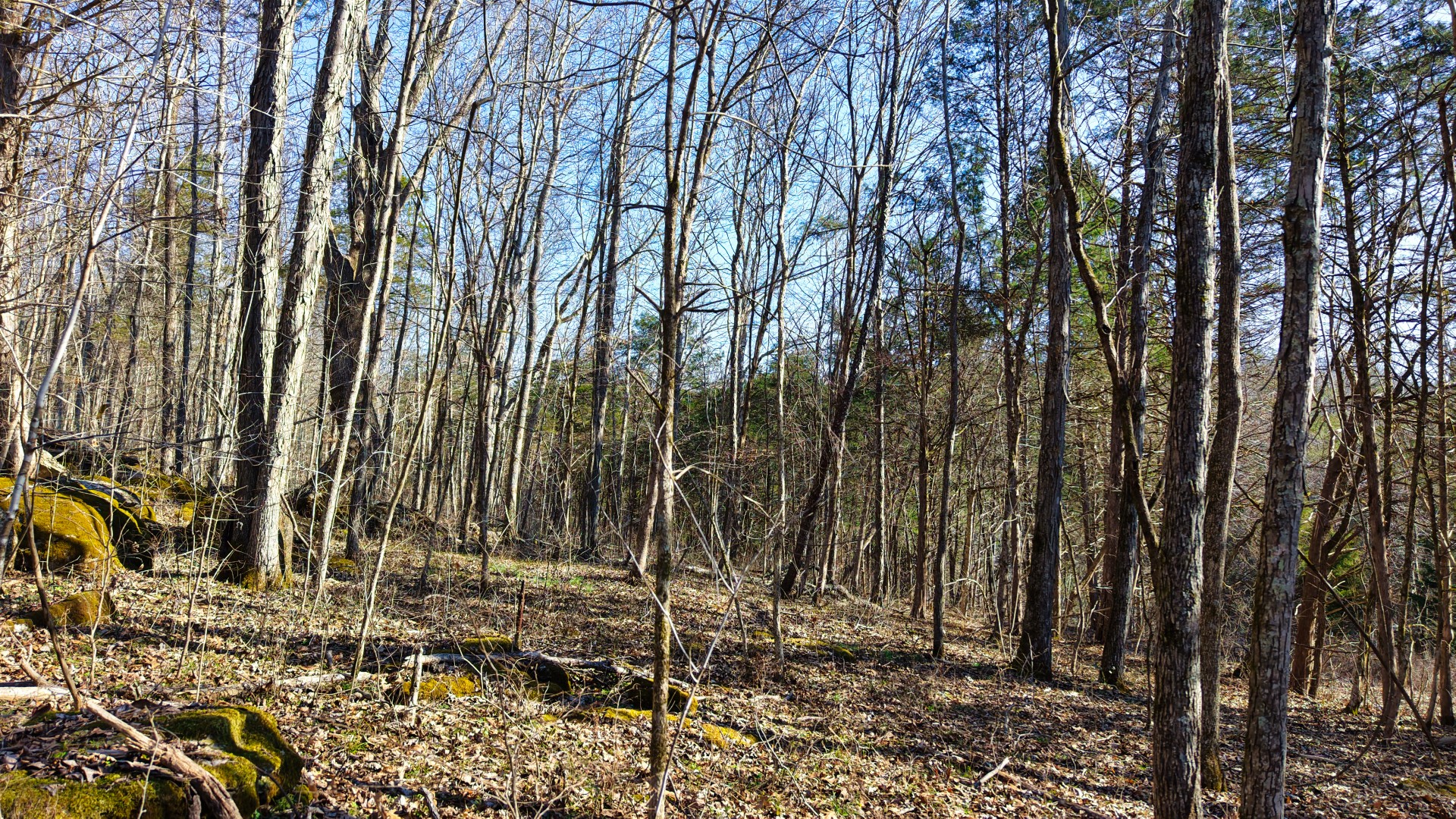 1 Adams Road Watertown, TN 37184 - Photo 68 of 79