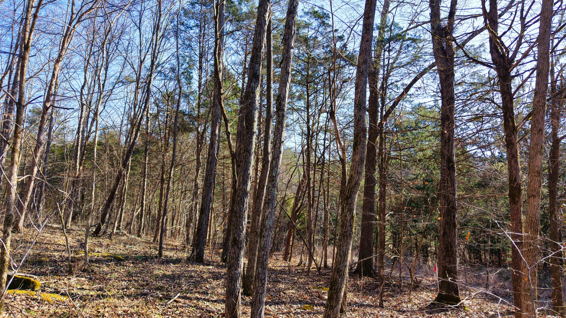 1 Adams Road Watertown, TN 37184 - Photo 69 of 79