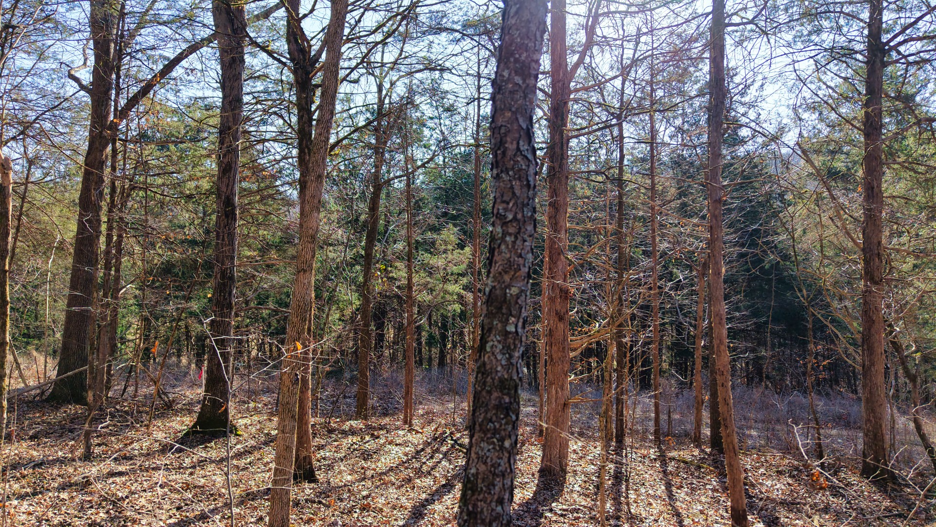 1 Adams Road Watertown, TN 37184 - Photo 70 of 79 a view of a forest