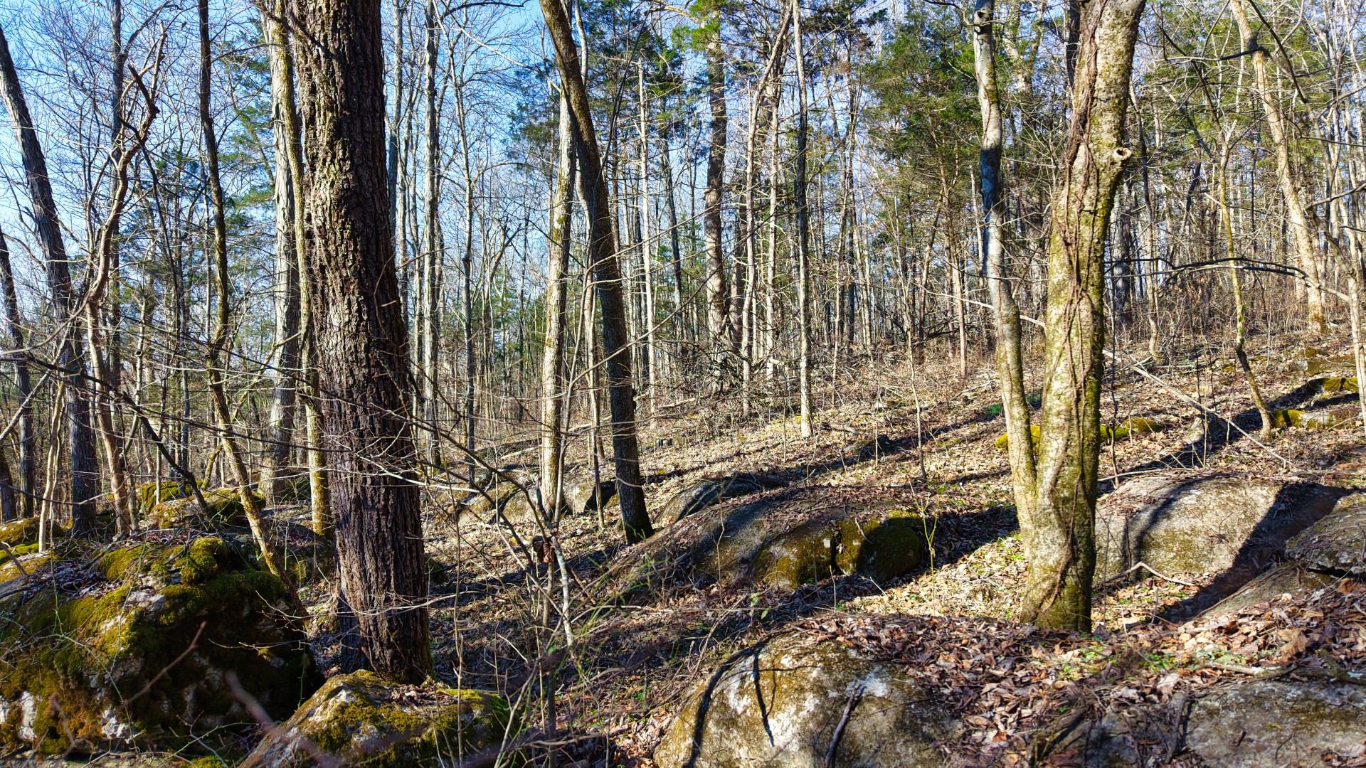 1 Adams Road Watertown, TN 37184 - Photo 75 of 79