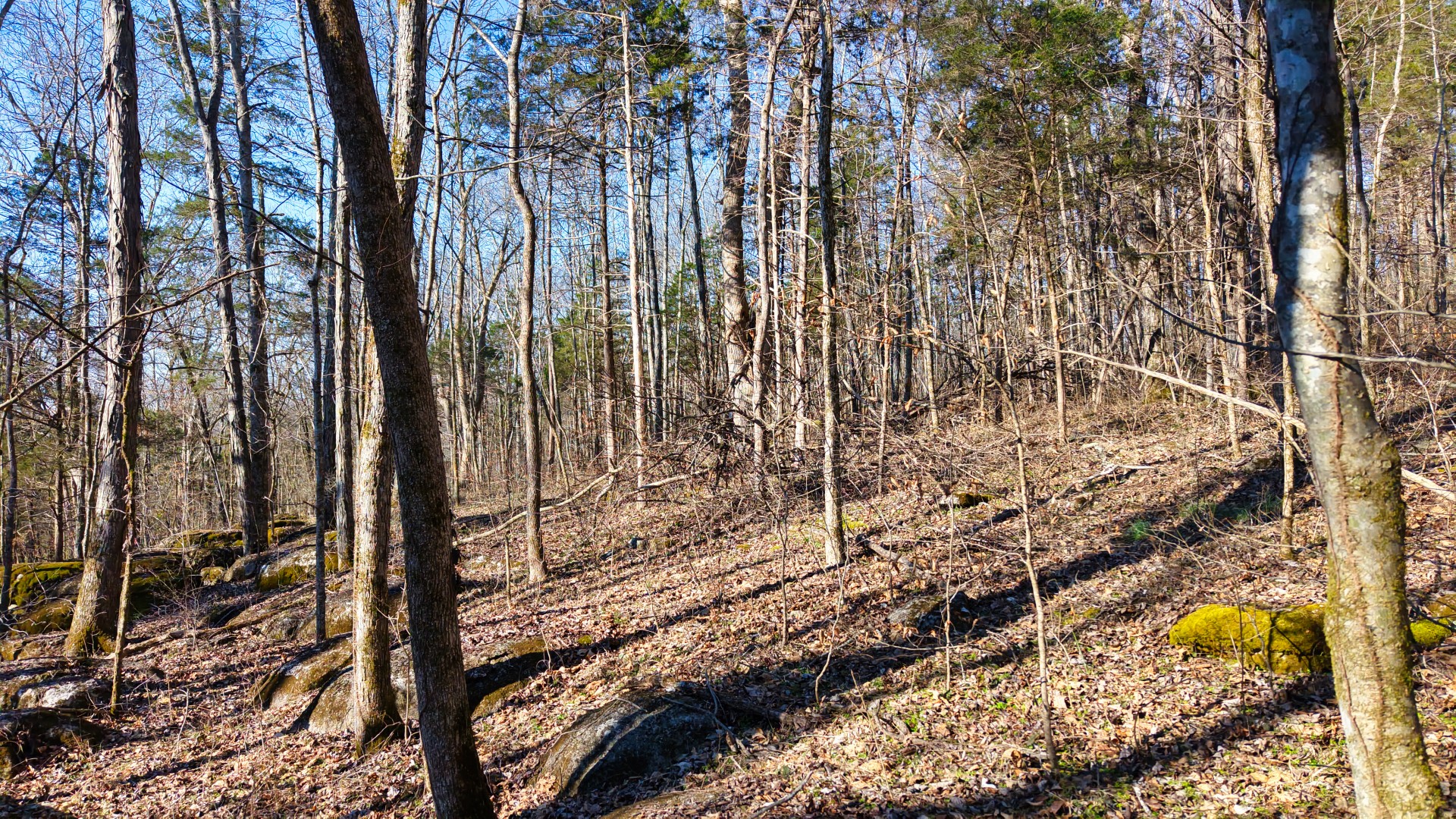 1 Adams Road Watertown, TN 37184 - Photo 77 of 79 a view of a yard with plants and wooden fence