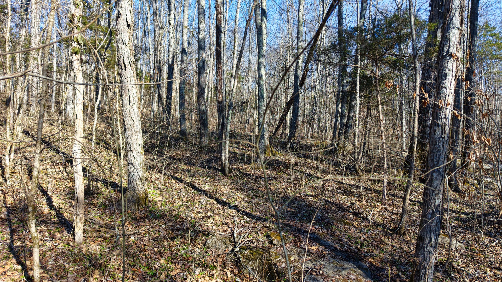 1 Adams Road Watertown, TN 37184 - Photo 79 of 79 a view of a yard with plants and trees
