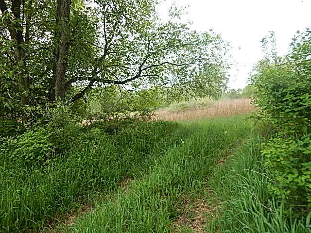 9500 Jones Road Bellevue, MI 49021 - Photo 12 of 35 DSCN1336