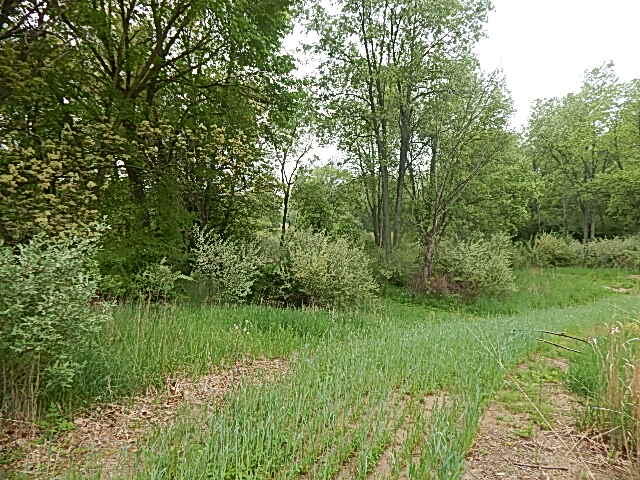 9500 Jones Road Bellevue, MI 49021 - Photo 17 of 35 DSCN1341