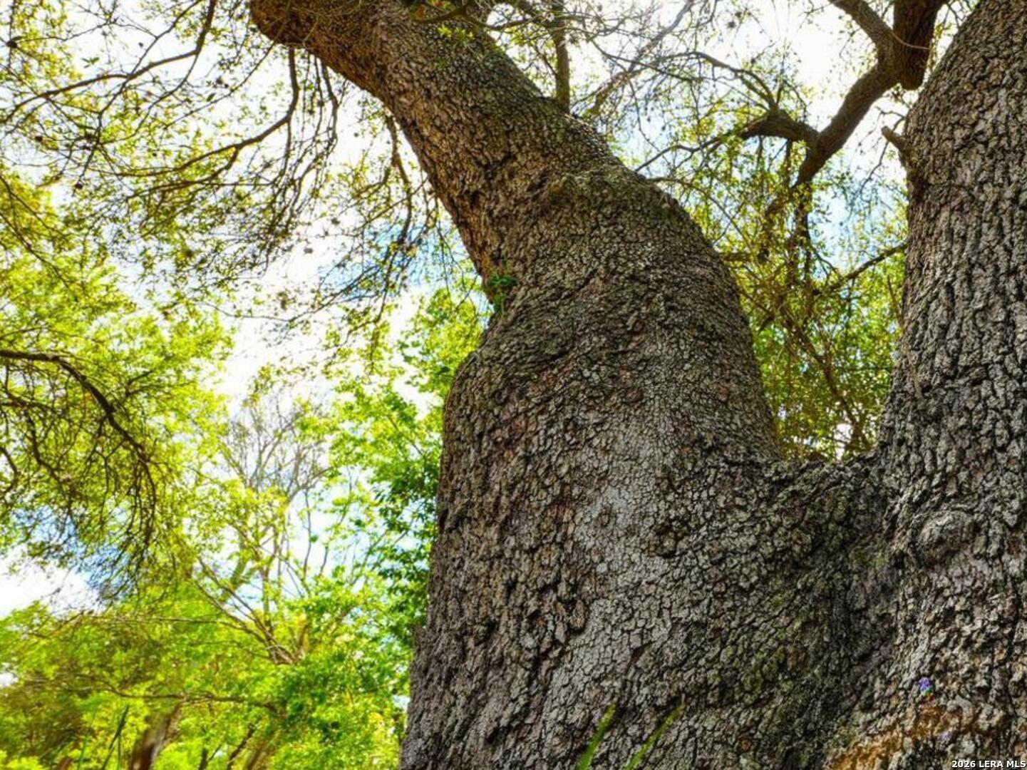 137 Kitty Hawk Road Universal City, TX 78148 - Photo 24 of 25 a close up of a tree